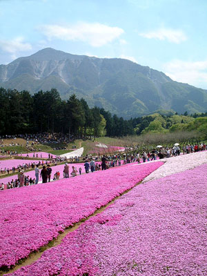 昨年の羊山公園の芝桜