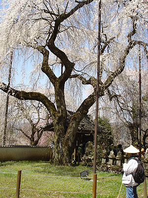 昨年4月6日の清雲寺のしだれ桜
