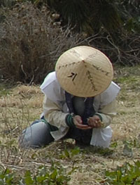 土筆 つくし ツクシ